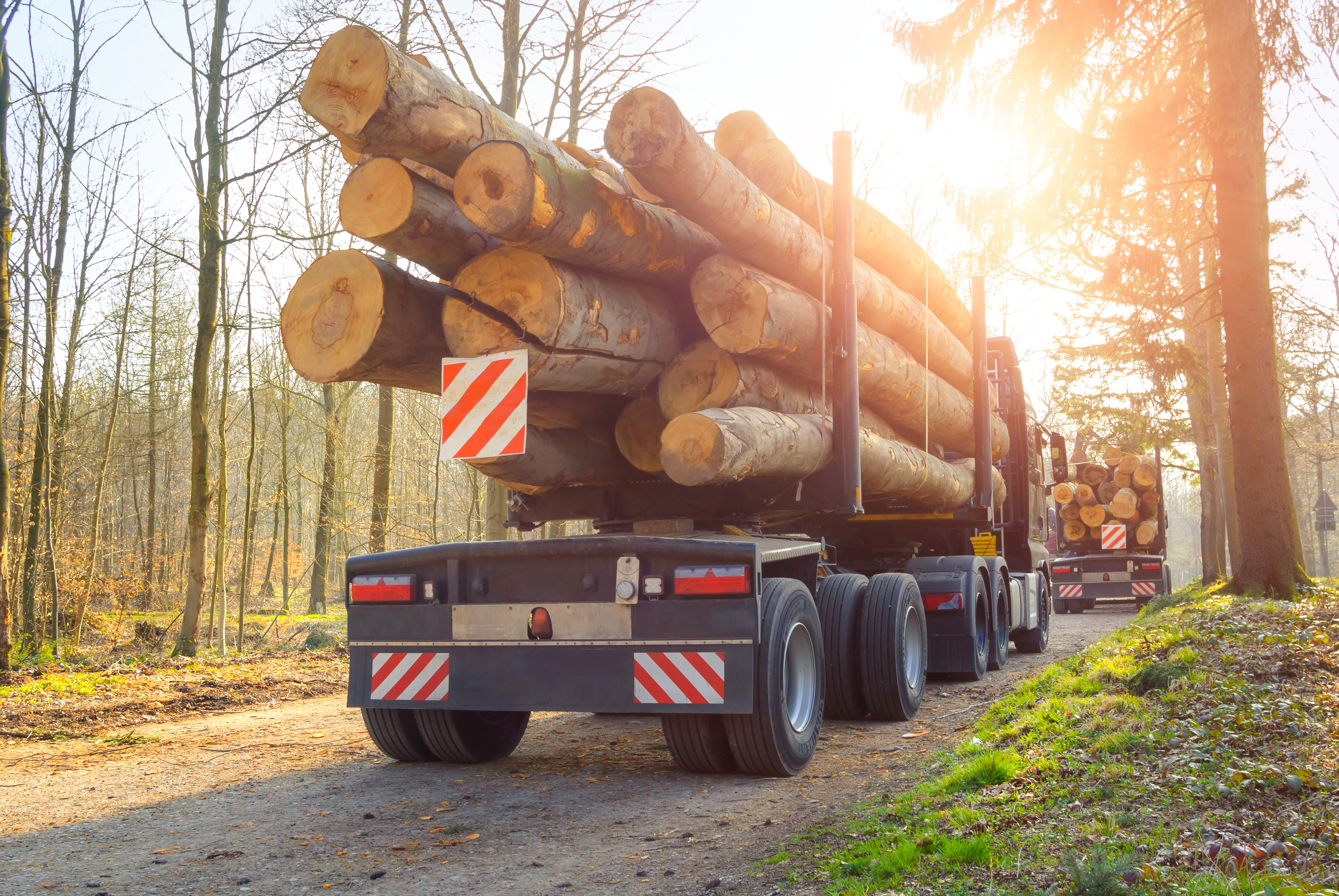 Forstarbeiten LKW im Wald transportiert Baumstämme ab.