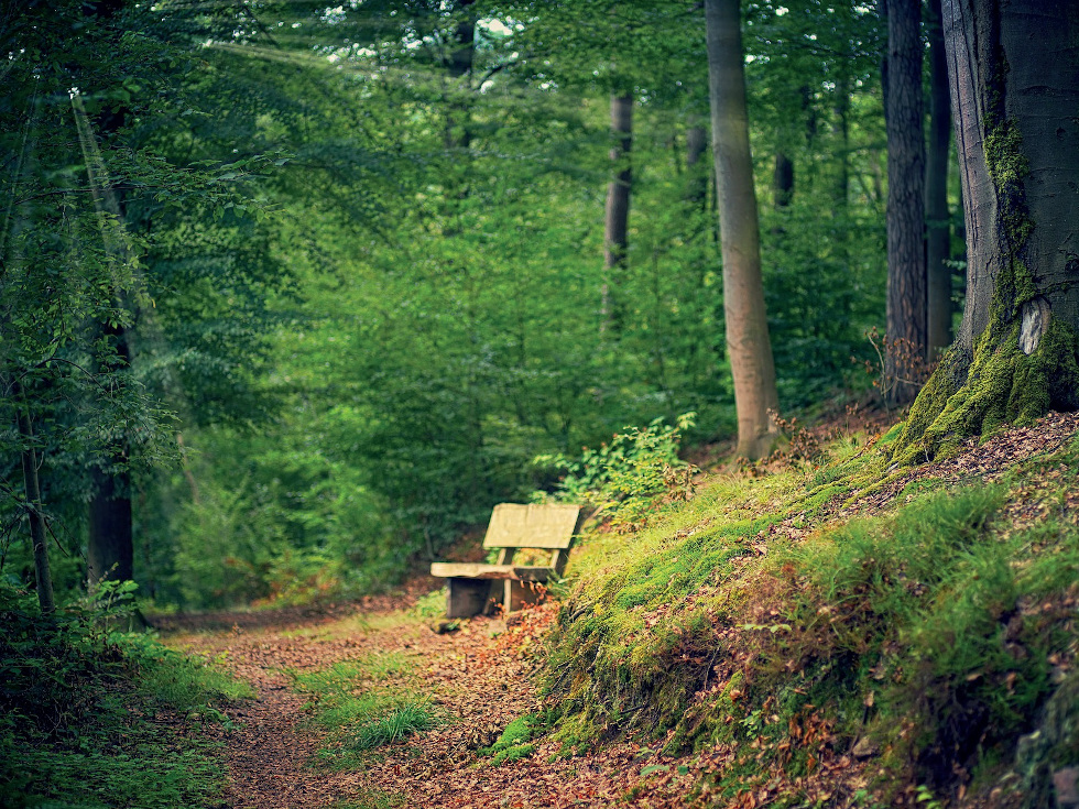 Waldaufenthalte dienen der menschlichen Gesundheit. Quelle: pixabay.com