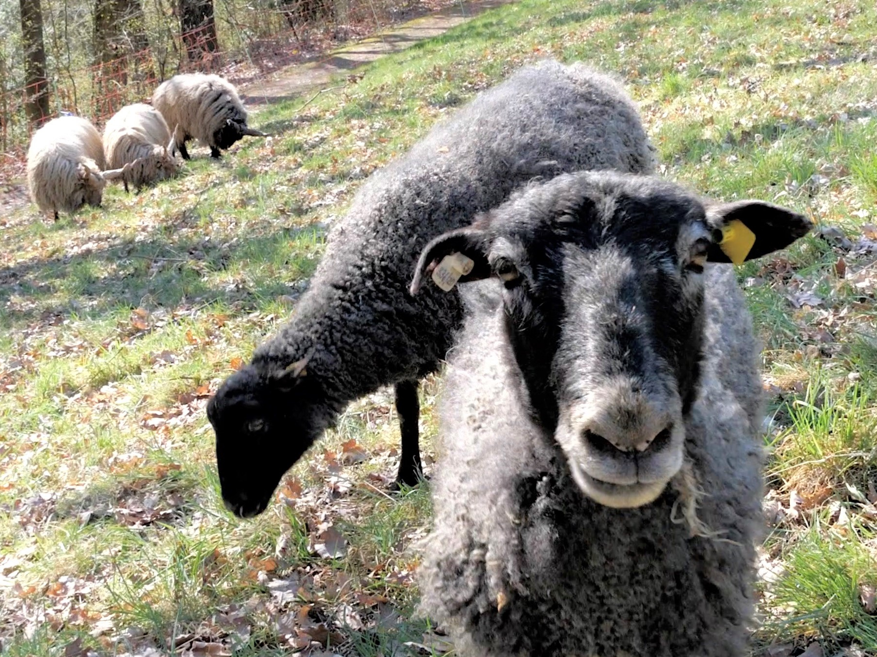 Mit der Beweidung durch Schafe wurden auf Streuobstwiesen bereits sehr gute Erfahrungen gemacht. Jetzt sollen die Tiere auch Flächen innerhalb der Stadt Neuwied verbessern – im Sinne des Artenschutzes.