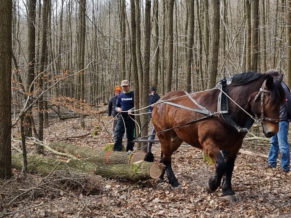 Arbeitseinsatz im Freinsheimer Ganerbernwald. Im Wechsel zieht eins der beiden  Rückepferde des Westerwälders Stefan Golz die Stämme bis zur jeweiligen Transportschneise. Das Ökosystem Waldboden wird auf diese Weise geschont. 