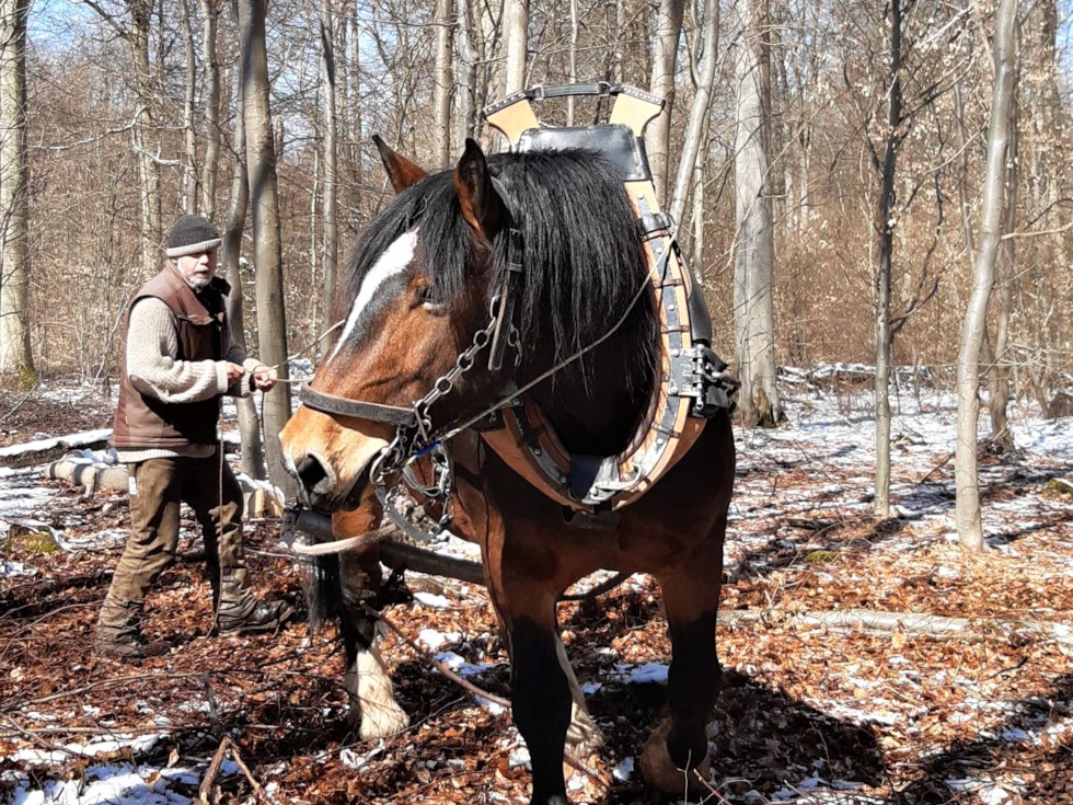 Martin Janner arbeitet mit seinem Rückepferd Magnus im Wald.    