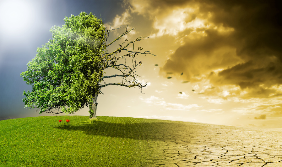In der Mitte des Bildes befindet sich ein Baum.  Der Baum ist in zwei Hälften geteilt. Auf der linken Seite ist der Baum grün und gesund, er ssteht auf einer grünen Wiese, der Himmel ist blau. Auf der rechten Seite ist der Baum ohne Blätter, die Erde ist vertrocknet. Dies steht symbolisch für den Klimawandel.