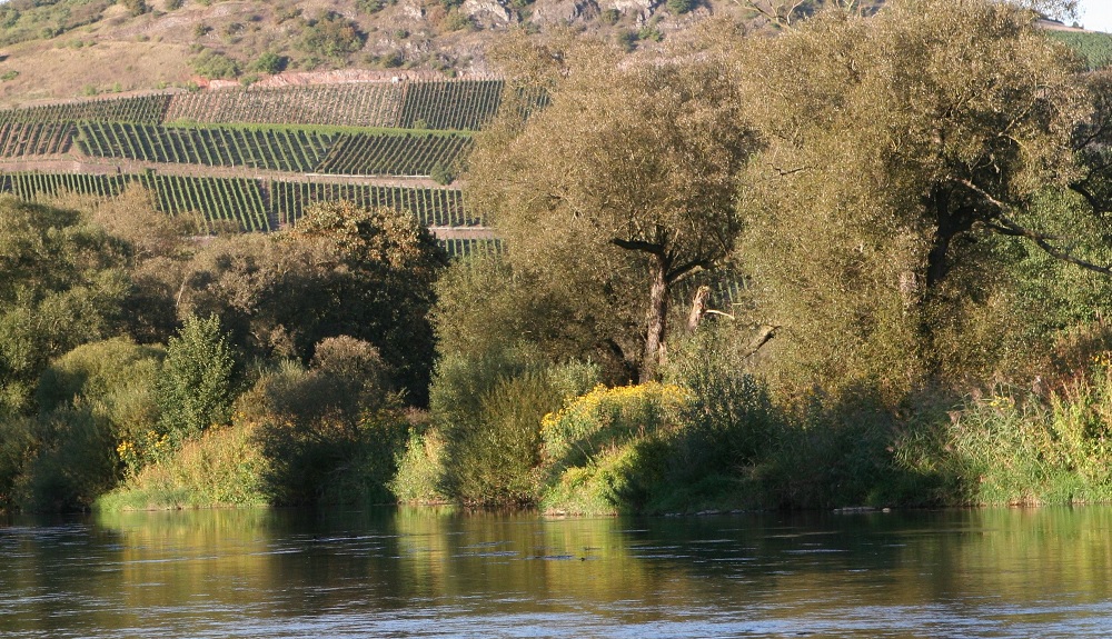 © Verbandsgemeinde Rüdesheim