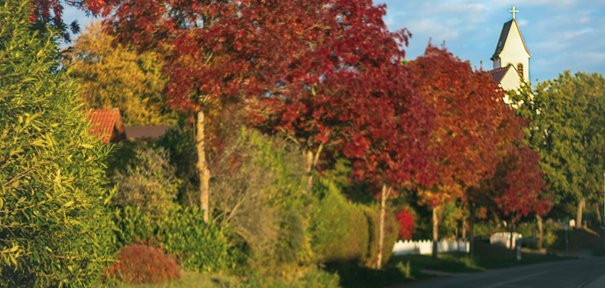 Wohnort und Ausflugsziel: Inmitten reizvoller Landschaft zwischen Moorbachtal und den Ausläufern des Nordpfälzer Berglandes liegt die Ortsgemeinde Niedermohr. Aufnahme einer Straße, die gesäumt ist von Bäumen mit rotem Laub vor blauem Himmel mit weißen Wolken und einem Kirchturm im Hintergrund.