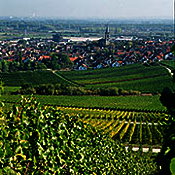 © Ortsgemeinde Bodenheim