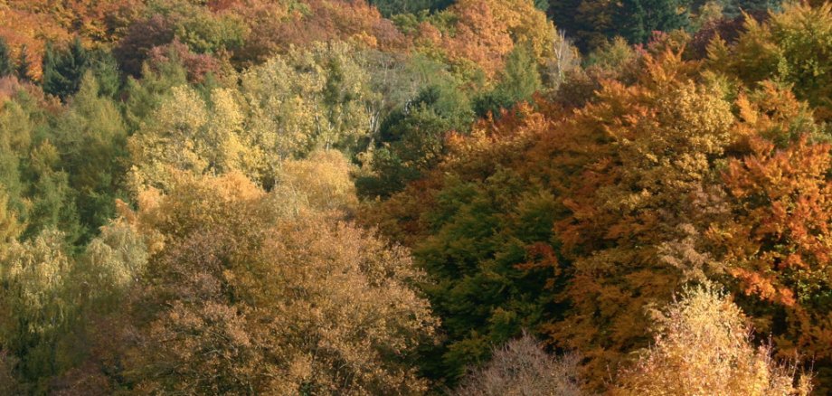 „ Indian Summer“ im unteren Ahrtal bei  Bad Neuenahr-Ahrweiler / Foto: Matthias Röcke, Sinzig