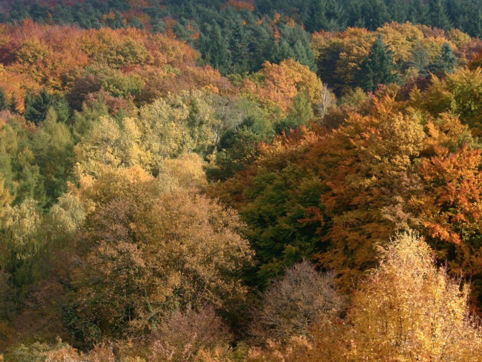 „ Indian Summer“ im unteren Ahrtal bei  Bad Neuenahr-Ahrweiler / Foto: Matthias Röcke, Sinzig