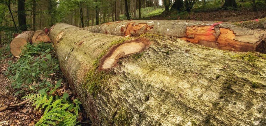 Ein Buchenpolter – zum Abtransport bereit. Das Bild wurde in Pützborn bei Daun aufgenommen. Foto: Richard Hansen, Kötterichen