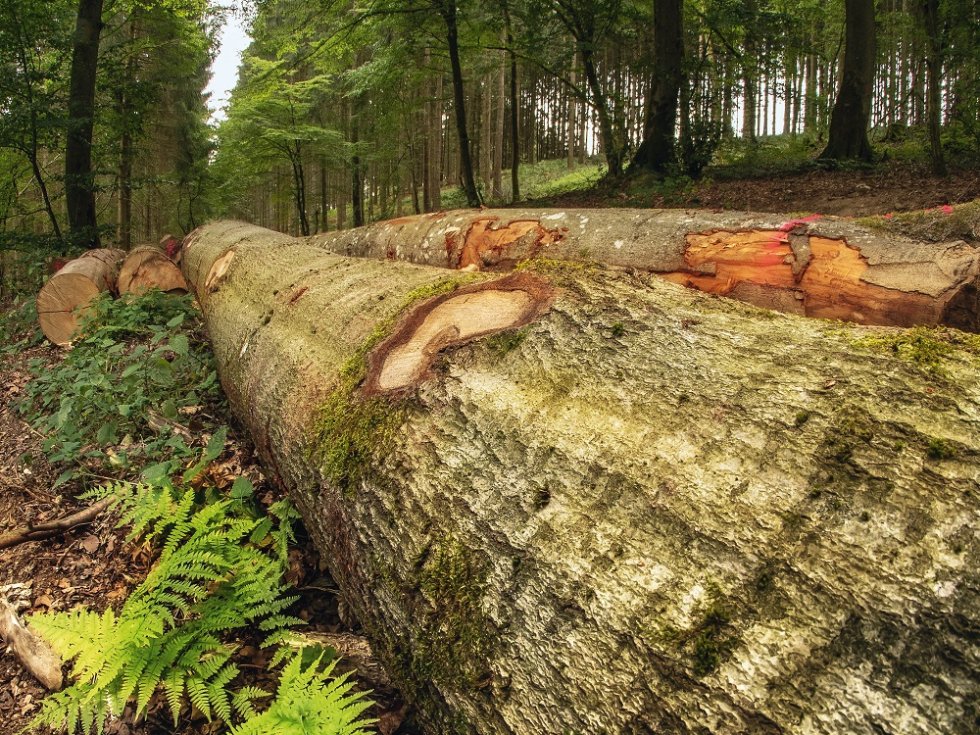 Ein Buchenpolter – zum Abtransport bereit. Das Bild wurde in Pützborn bei Daun aufgenommen. Foto: Richard Hansen, Kötterichen