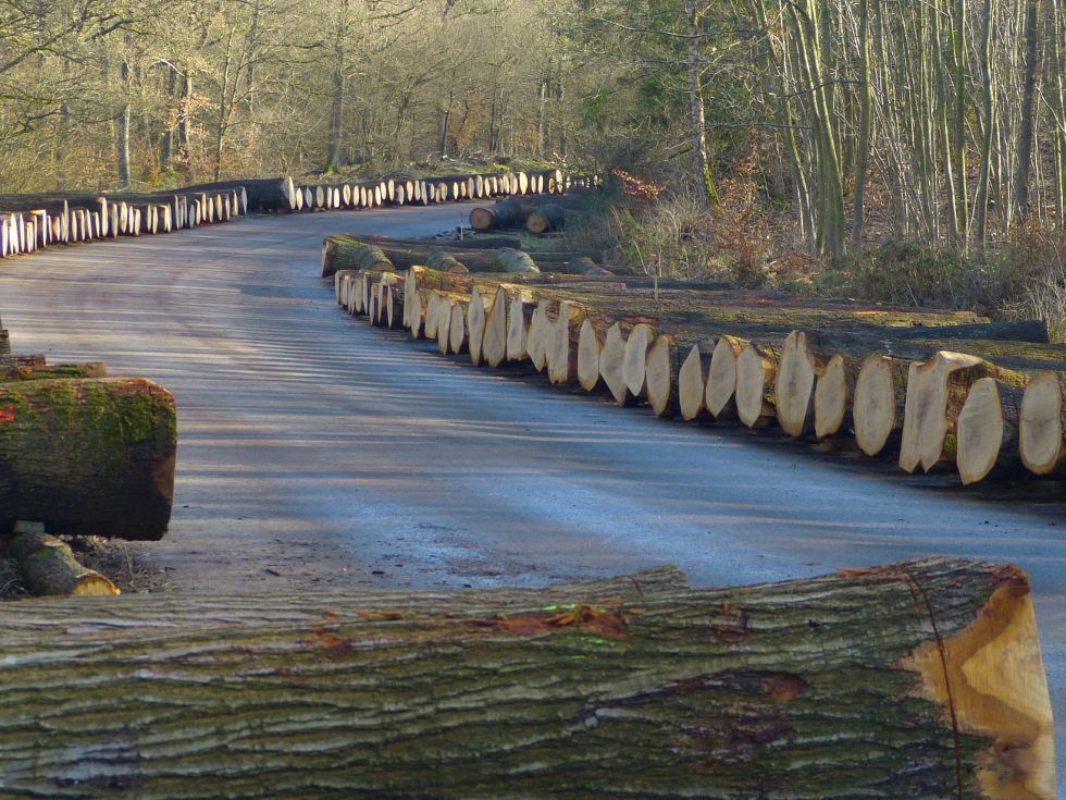 Wertholzplatz bei Boppard. / Foto: Landesforsten Rheinland-Pfalz/Johannes Nass