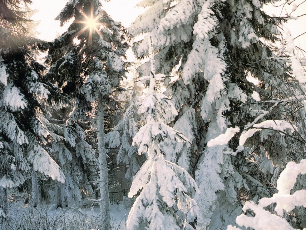 Selten gewordenes Winteridyll in den letzten schneearmen Jahren – der Grenzwald zwischen Rheinland-Pfalz und Hessen nahe der Fuchskaute / Foto: Bruno L. Klamm, Mannheim