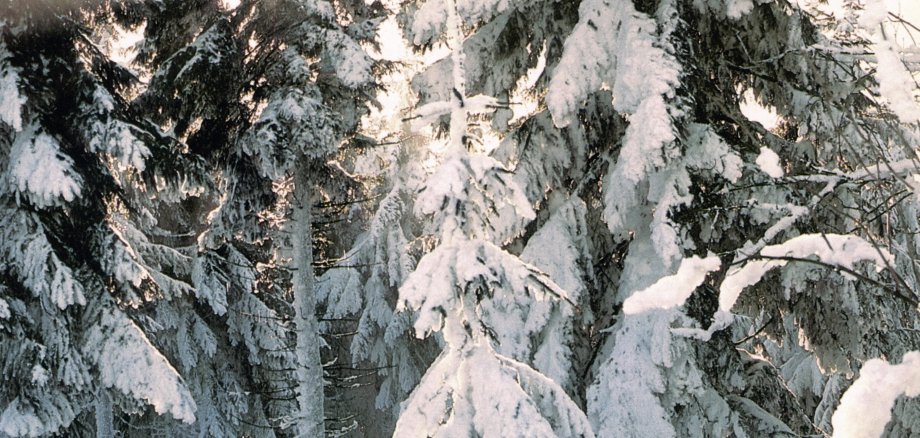 Selten gewordenes Winteridyll in den letzten schneearmen Jahren – der Grenzwald zwischen Rheinland-Pfalz und Hessen nahe der Fuchskaute / Foto: Bruno L. Klamm, Mannheim