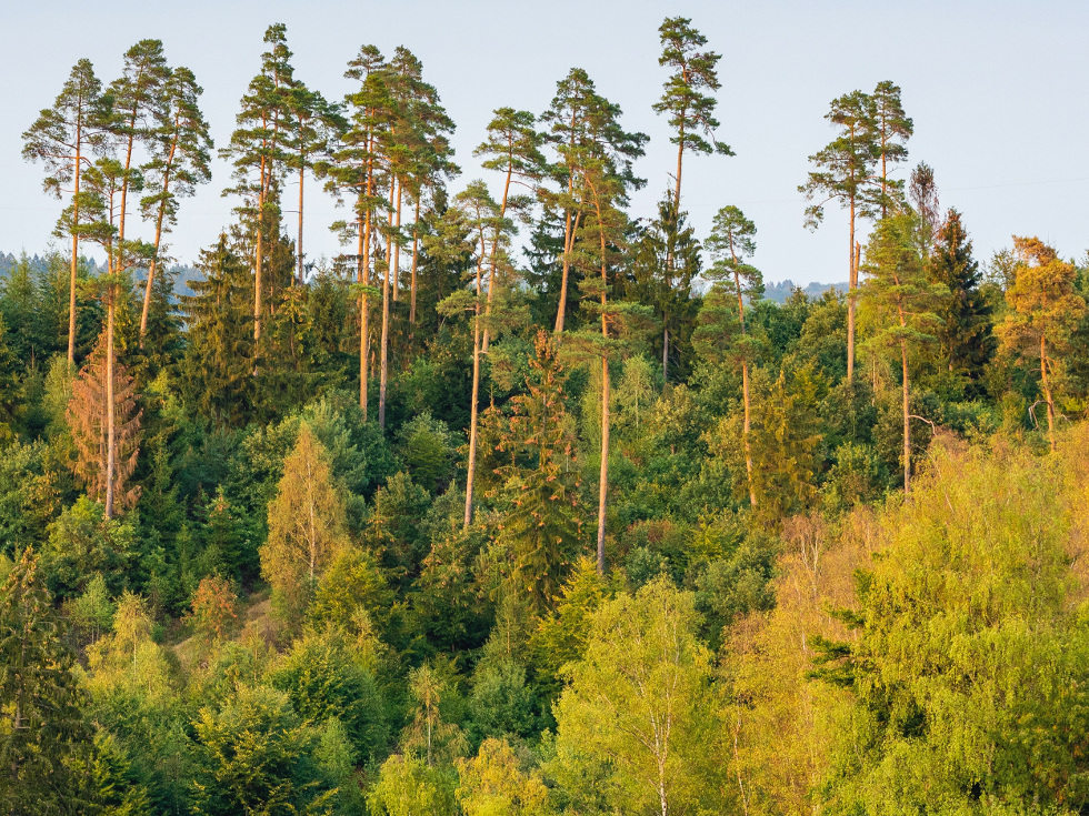 Herbstwald in Katzwinkel (Verbandsgemeinde Wissen) Foto: Jonathan Fieber, igreen