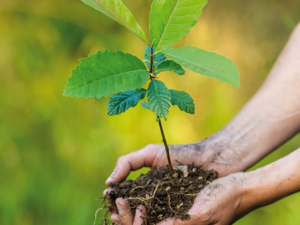 Die Edelkastanie (Esskastanie) ist eine Baumart, der im Klimawandel wachsende Bedeutung zukommt.
