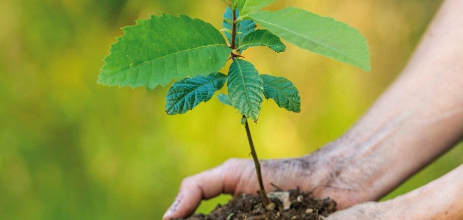 Die Edelkastanie (Esskastanie) ist eine Baumart, der im Klimawandel wachsende Bedeutung zukommt.