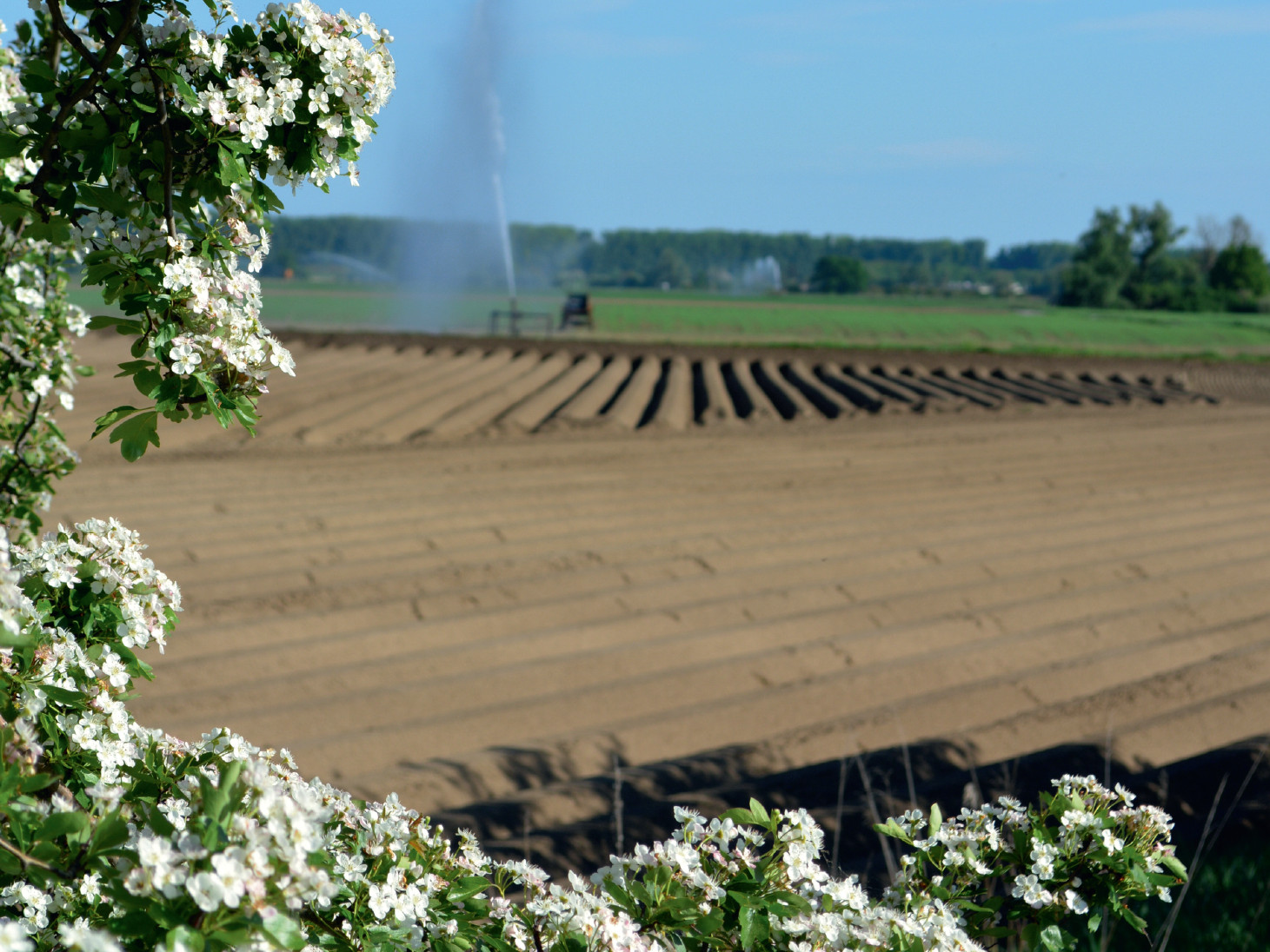 n der Altrheingemeinde Eich sorgen mildes Klima und viele Sonnentage für eine üppige Vegetation, die im Einklang mit der Landschaft mediterrane Eindrücke aufkommen lässt. / Foto: Bruno L. Klamm, Mannheim