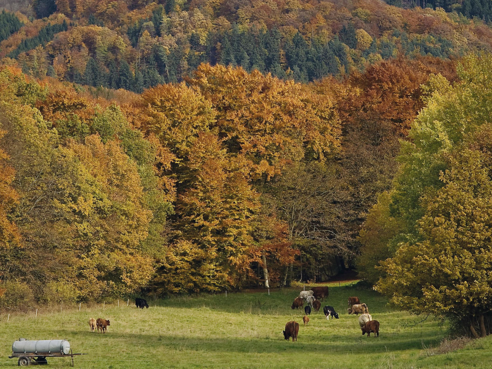 Herbst in der Eifel
