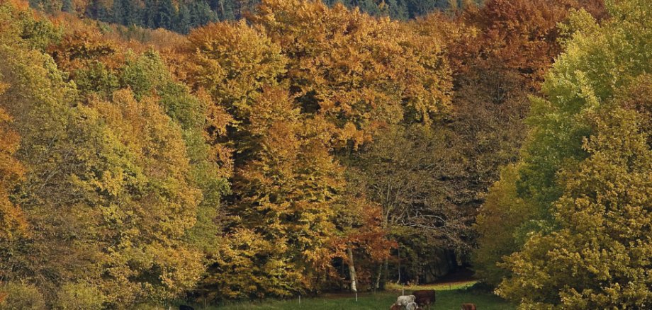 Herbst in der Eifel