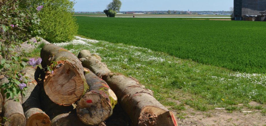 Ein Tabakspeicher bei Hatzenbühl – Deutschlands ältester Tabakanbauort (Verbandsgemeinde Jockgrim).