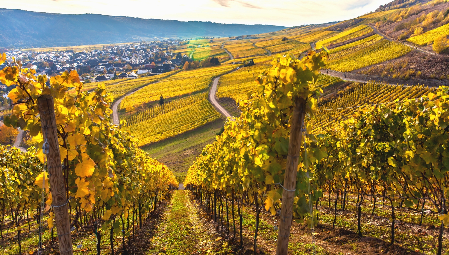Herbstliche Landschaft an der Mosel mit Weinberg.