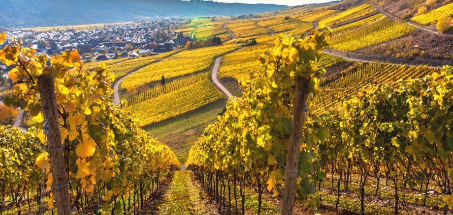 Herbstliche Landschaft an der Mosel mit Weinberg.