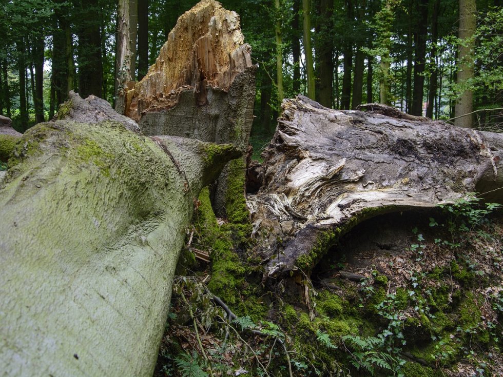 © Reginal - pixabay.com