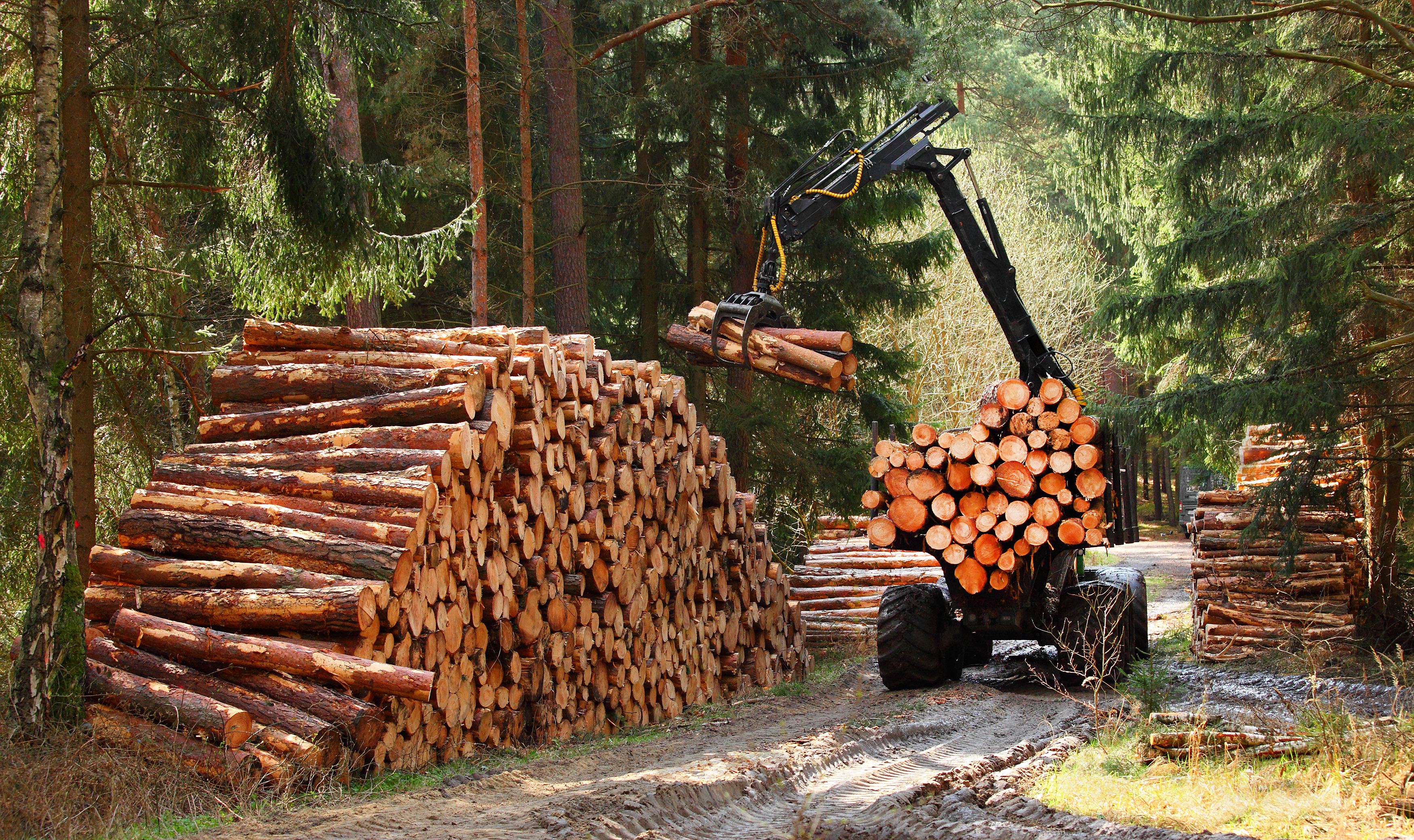 Forstfahrzeug stapelt Baumstämme im Wald.