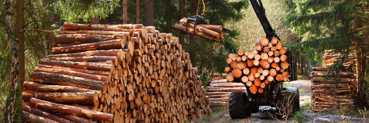 Forstfahrzeug stapelt Baumstämme im Wald.