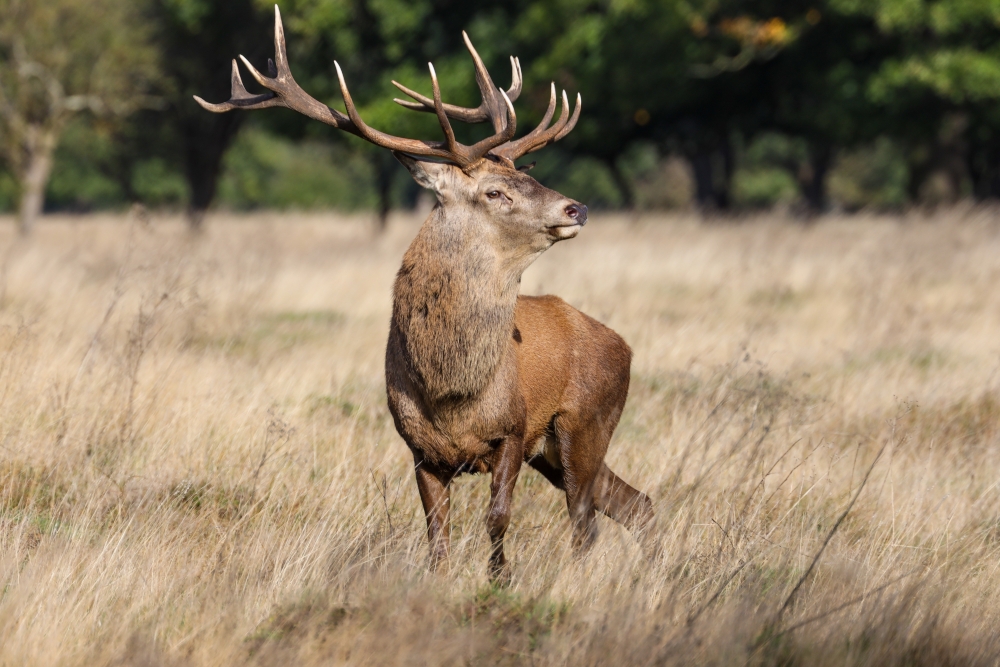 Ein Hirsch steht im Feld. Im Hintergrund sieht man den Wald.