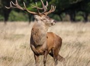 Ein Hirsch steht im Feld. Im Hintergrund sieht man den Wald.
