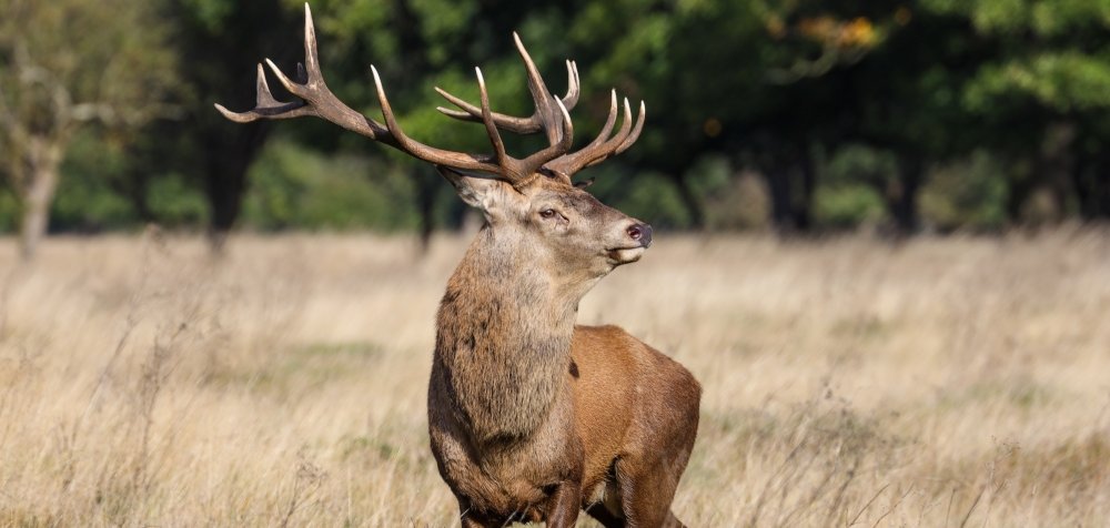 Ein Hirsch steht im Feld. Im Hintergrund sieht man den Wald.
