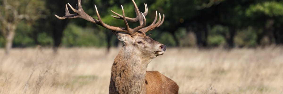 Ein Hirsch steht im Feld. Im Hintergrund sieht man den Wald.