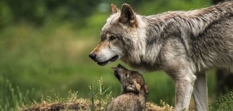 Wolf mit Jungem. 