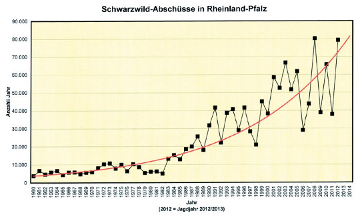 Grafik "Schwarzwild-Abschüsse" in Rheinland-Pfalz