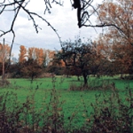 Streuobstwiesen am Rhein sind ideale Biotope vor allem für Rehwild. Auch Schwarzwild fühlt sich dort wohl.