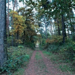 Wanderwege, eine intensive Nutzung als Erholungswald, dichter   Brombeerbewuchs ermöglichen einen sicheren Einstand, gute Deckung und   ausreichende Äsung für Schwarz- und Rehwild.