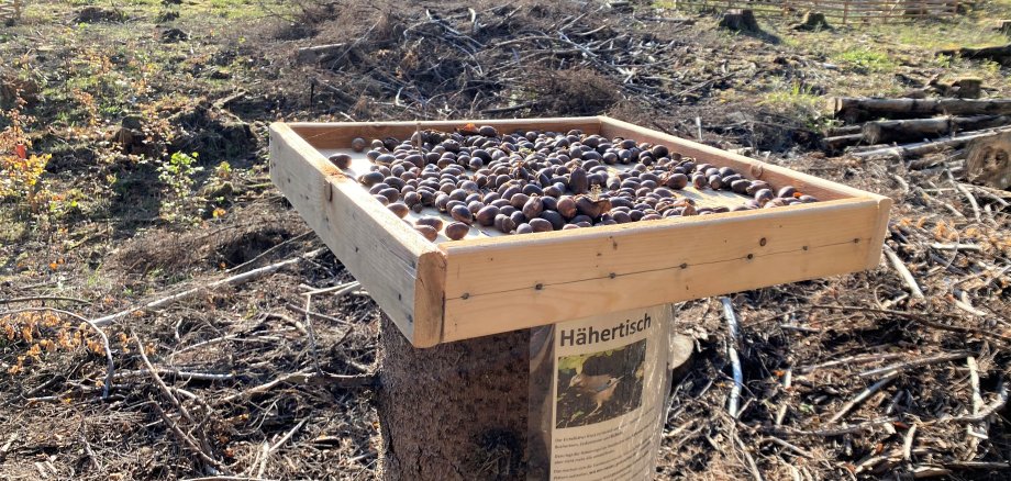 Der Tisch ist gedeckt: Eichelhäher helfen beim Austragen der Eicheln in den Wald und auf Freiflächen. Foto: Forstamt Boppard