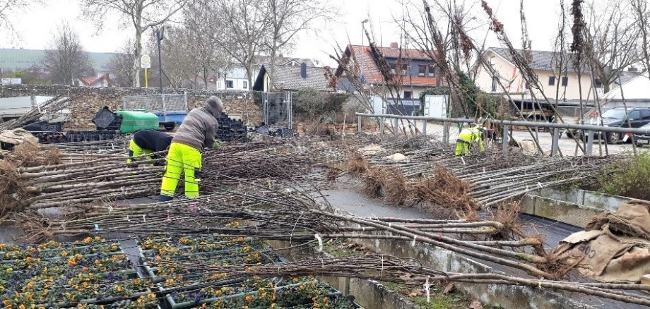 Da liegen sie bereit, die „Bäume fürs Klima“ – ein Foto aus dem Vorjahr, aufgenommen im städtischen Servicebetrieb. 