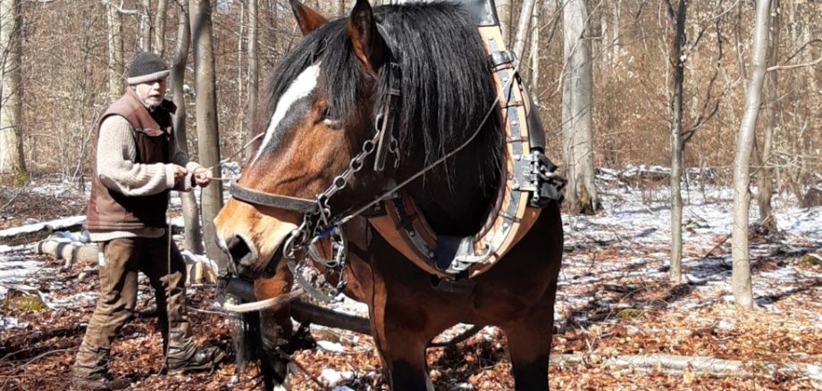 Martin Janner arbeitet mit seinem Rückepferd Magnus im Wald.    