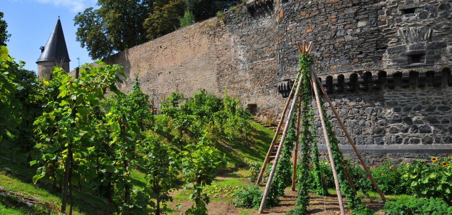 Die Andernacher Stadtmauer. Davor ein Tipi aus Holz, an dem Hopfen wächst.