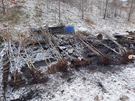 Das Archivbild aus dem Januar 2024 zeigt aufgereiht zum Abholen bereit liegende Bäume im Baustofflager der Stadt Montabaur. Archivbild: VG Montabaur / Markus Kuch  