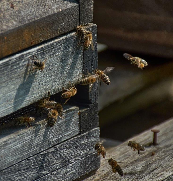 Bienen mit Pollen im Anflug Das Bild zeigt etwa ein Dutzend Honigbienen im Anflug auf den Bienenstock.