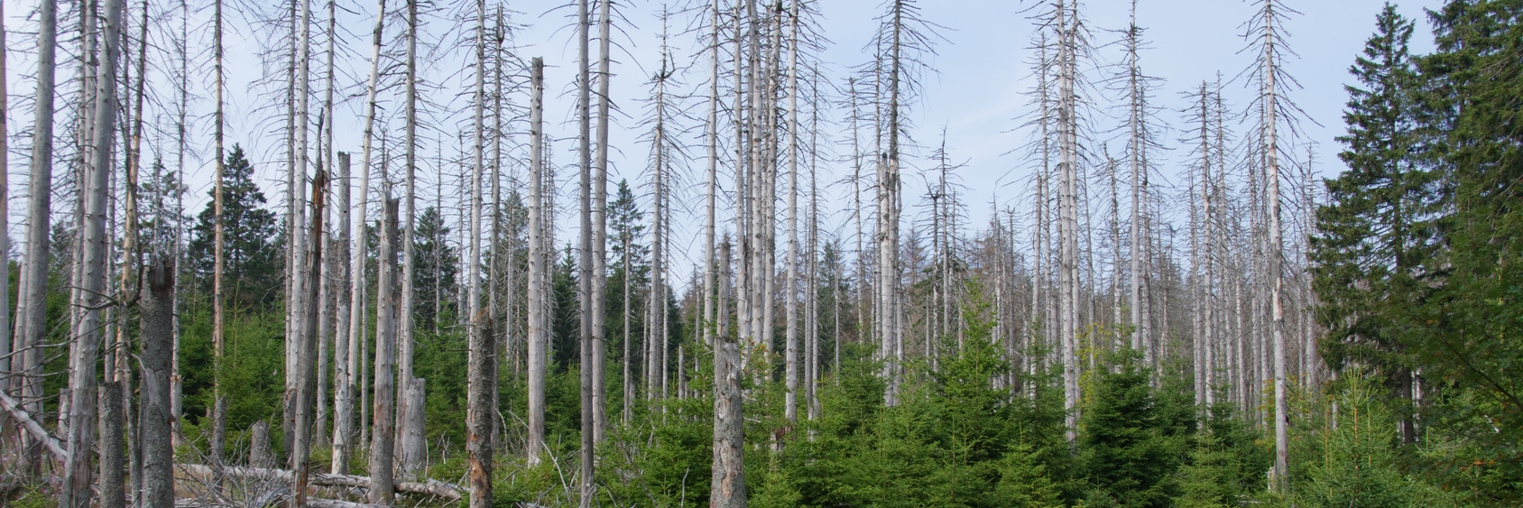 Kahle Bäume im Wald, die durch den Klimawandel beschädigt wurden.