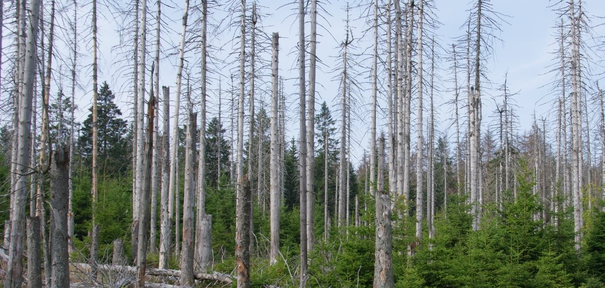 Kahle Bäume im Wald, die durch den Klimawandel beschädigt wurden.